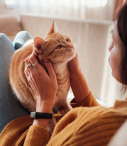 cuándo se puede desparasitar externamente a un gato